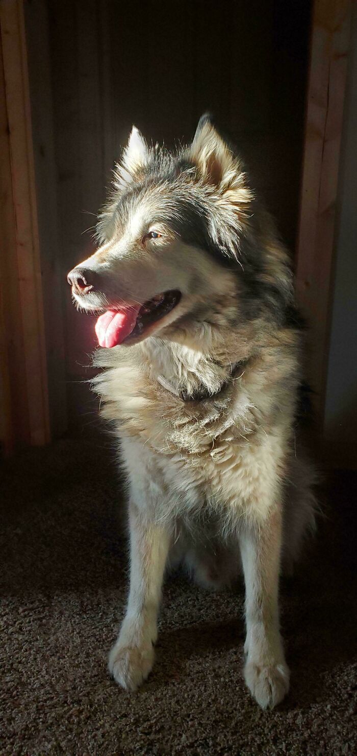 Farewell, Dexter: A Friend Frozen in Time