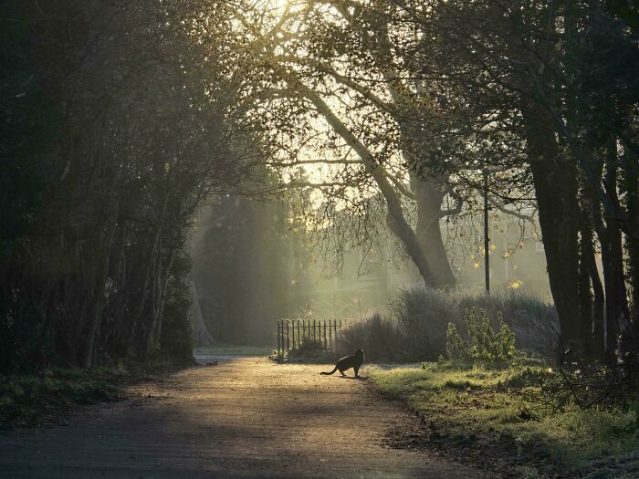 Foggy Morning, Cat in the Park, Instant Art
