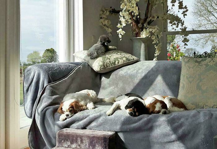 Oops! These Photos Look Like They Jumped Straight Out of a Renaissance Painting