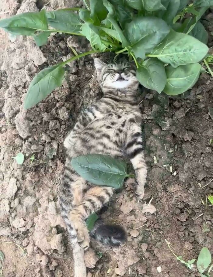 Oops! These Photos Look Like They Jumped Straight Out of a Renaissance Painting