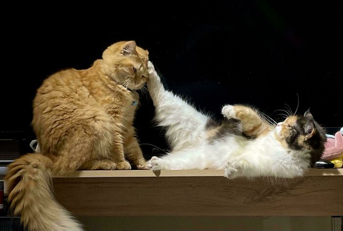 Oops! These Photos Look Like They Jumped Straight Out of a Renaissance Painting