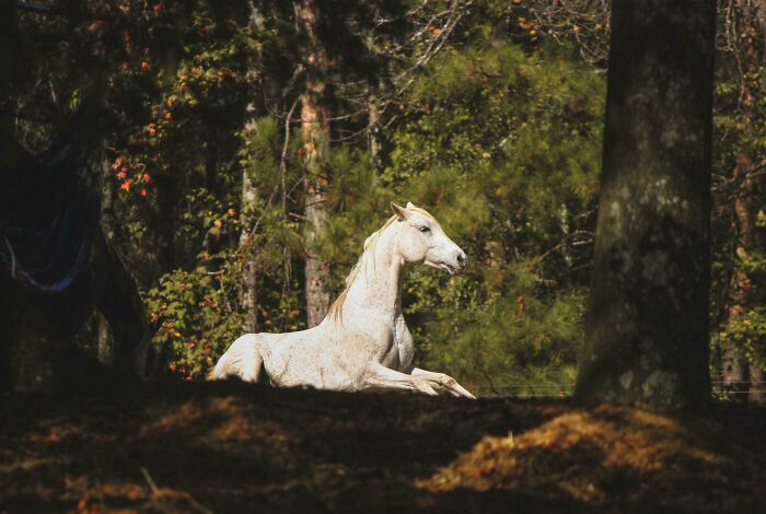 Oops! These Photos Look Like They Jumped Straight Out of a Renaissance Painting
