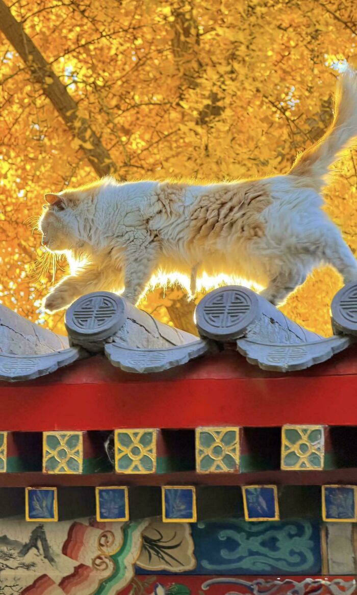 Oops! These Photos Look Like They Jumped Straight Out of a Renaissance Painting