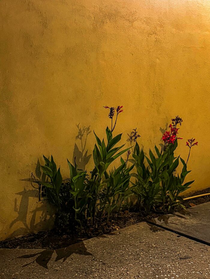 Oops! These Photos Look Like They Jumped Straight Out of a Renaissance Painting