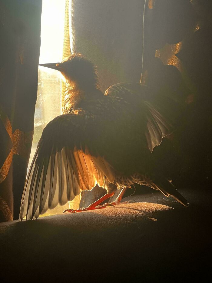 Oops! These Photos Look Like They Jumped Straight Out of a Renaissance Painting