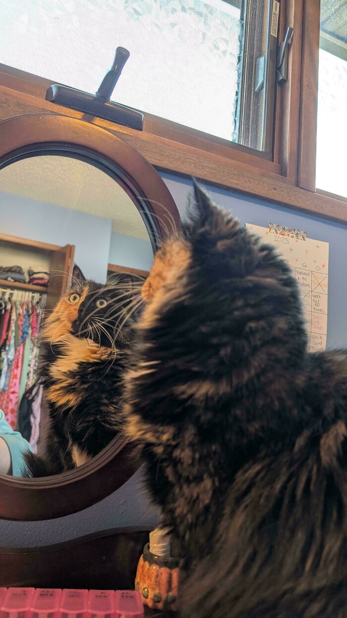 Oops! These Photos Look Like They Jumped Straight Out of a Renaissance Painting