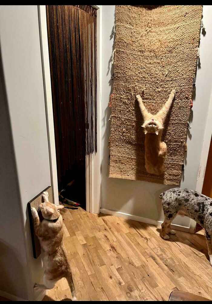 Oops! These Photos Look Like They Jumped Straight Out of a Renaissance Painting