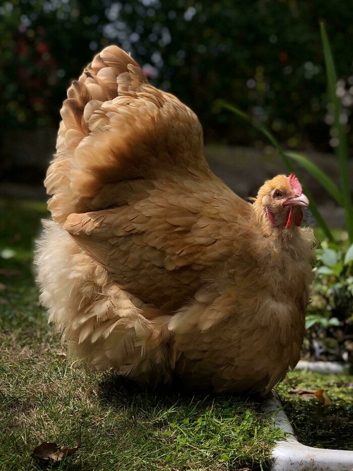 Oops! These Photos Look Like They Jumped Straight Out of a Renaissance Painting