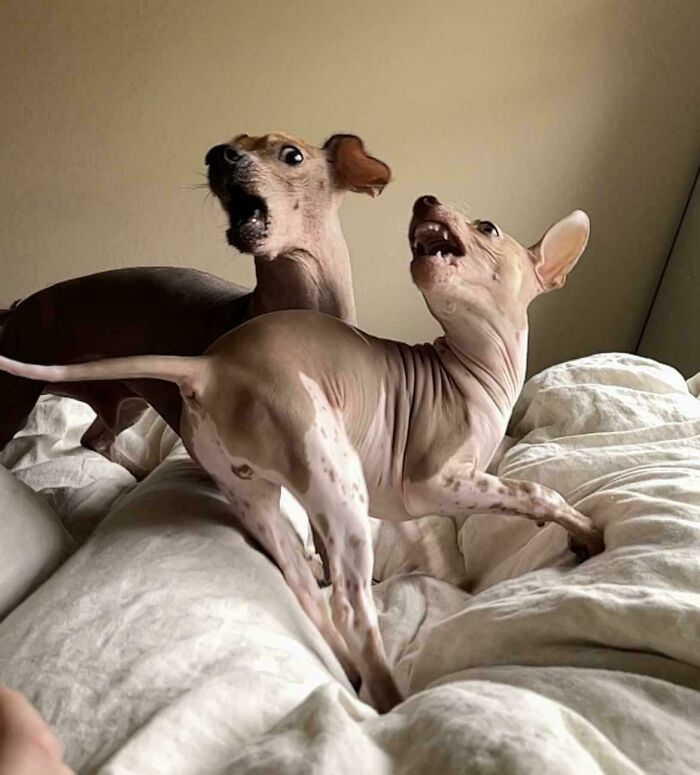 Oops! These Photos Look Like They Jumped Straight Out of a Renaissance Painting