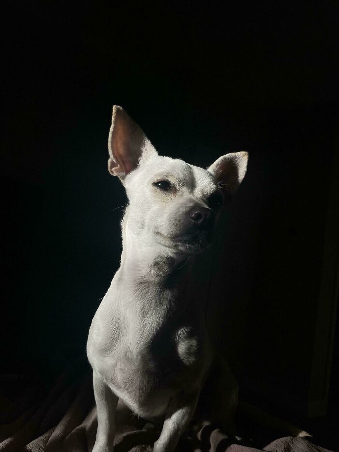 Oops! These Photos Look Like They Jumped Straight Out of a Renaissance Painting