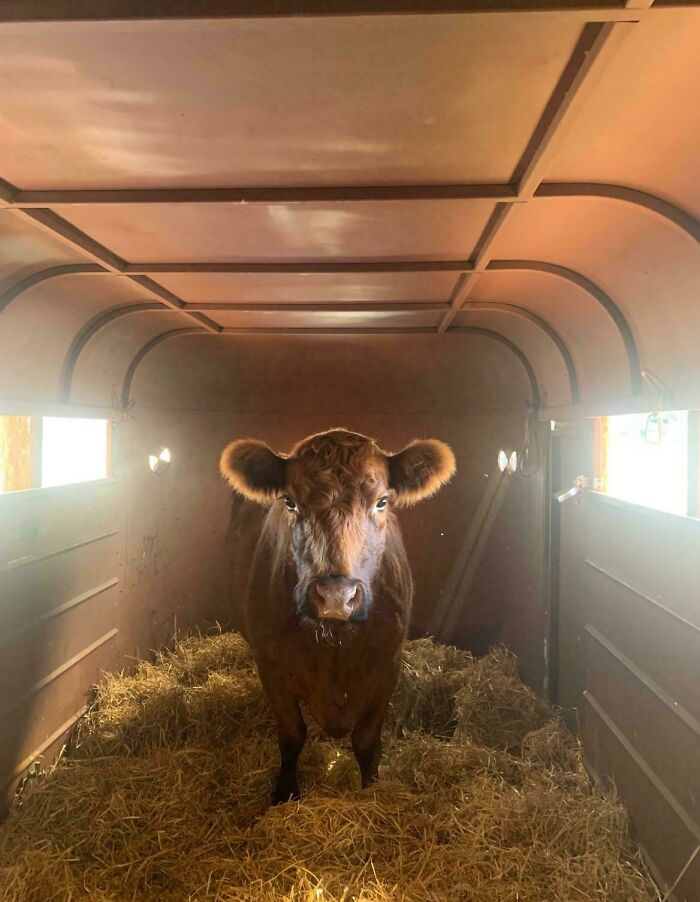 Oops! These Photos Look Like They Jumped Straight Out of a Renaissance Painting