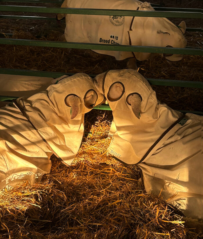 Oops! These Photos Look Like They Jumped Straight Out of a Renaissance Painting