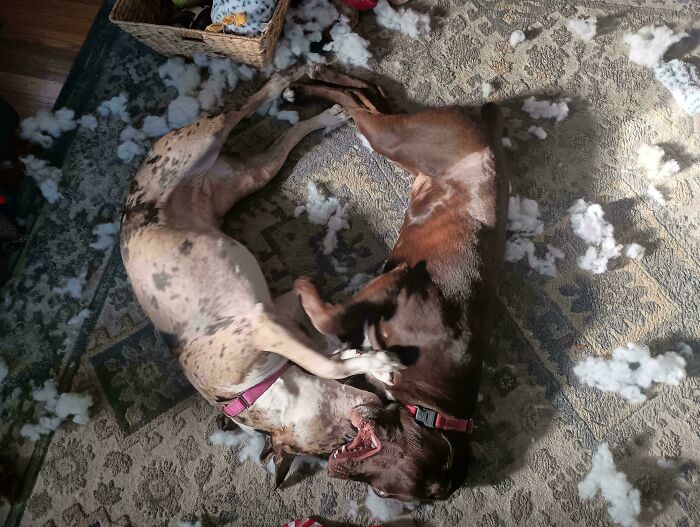 Oops! These Photos Look Like They Jumped Straight Out of a Renaissance Painting