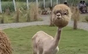 Wait Till You See These 50 Animals Totally Failing at Life (And We Love It)