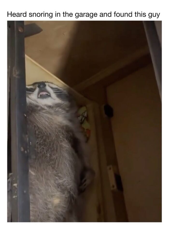 Wait Till You See These 50 Animals Totally Failing at Life (And We Love It)