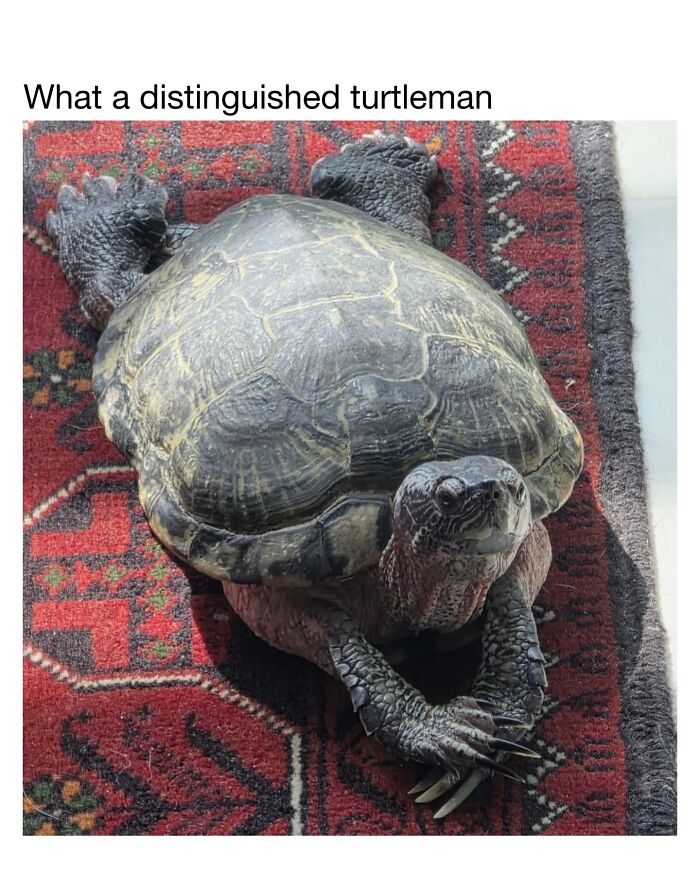 Wait Till You See These 50 Animals Totally Failing at Life (And We Love It)