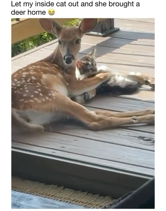 Wait Till You See These 50 Animals Totally Failing at Life (And We Love It)