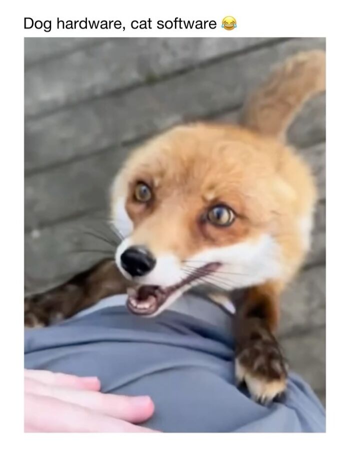 Wait Till You See These 50 Animals Totally Failing at Life (And We Love It)