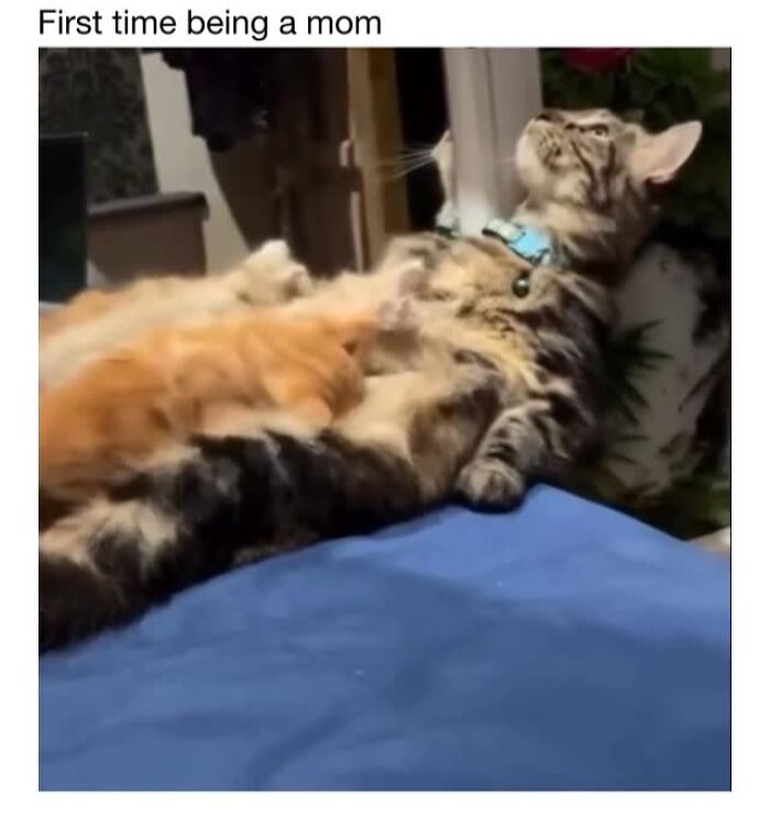 Wait Till You See These 50 Animals Totally Failing at Life (And We Love It)