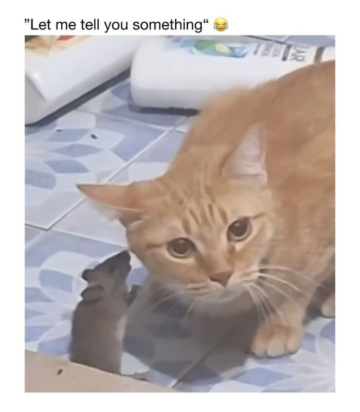 Wait Till You See These 50 Animals Totally Failing at Life (And We Love It)