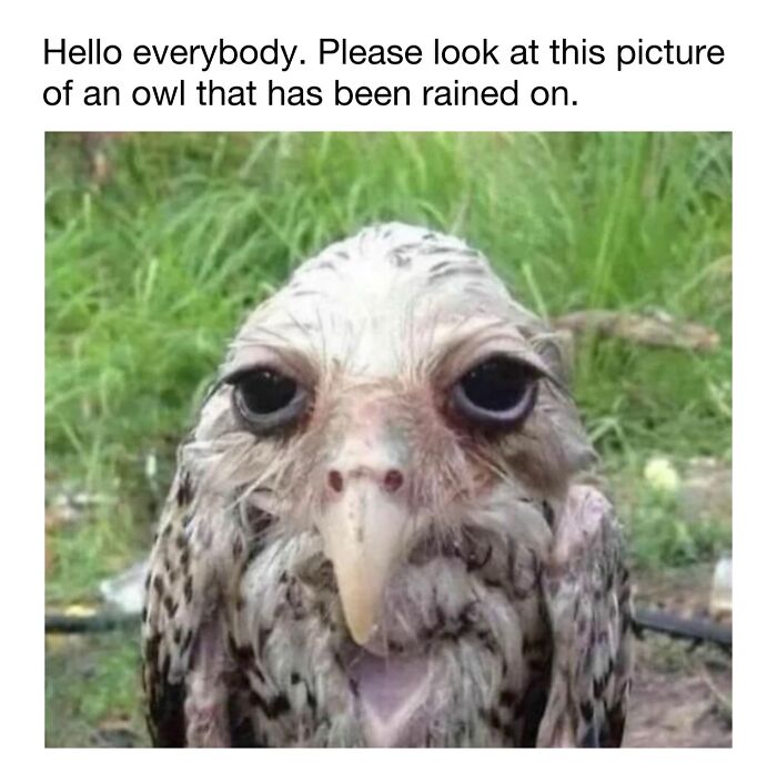 Wait Till You See These 50 Animals Totally Failing at Life (And We Love It)