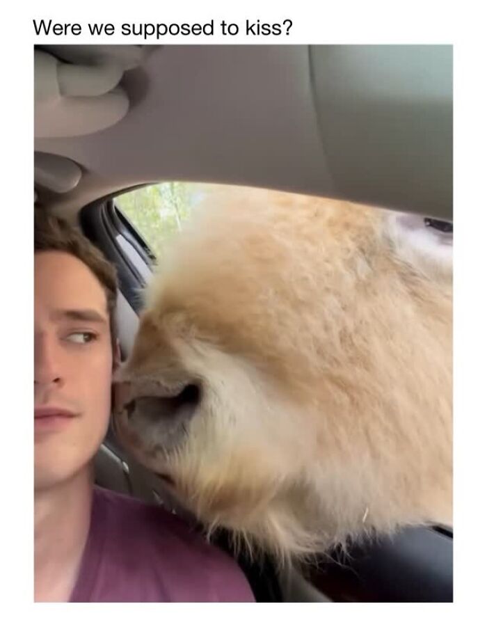 Wait Till You See These 50 Animals Totally Failing at Life (And We Love It)