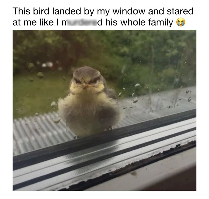 Wait Till You See These 50 Animals Totally Failing at Life (And We Love It)