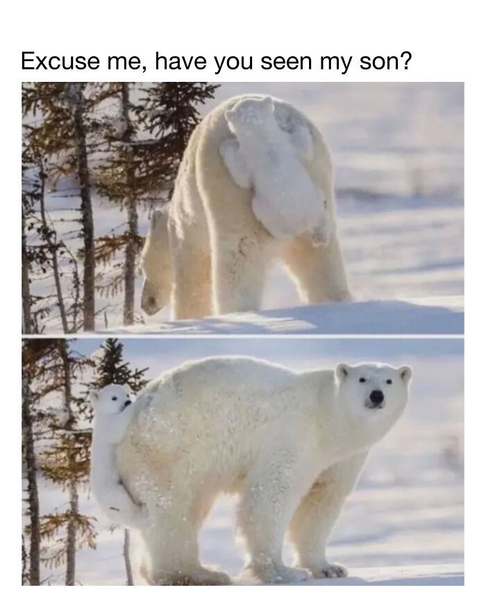 Wait Till You See These 50 Animals Totally Failing at Life (And We Love It)