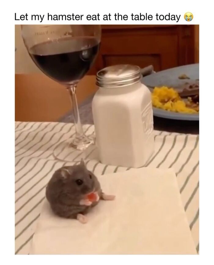 Wait Till You See These 50 Animals Totally Failing at Life (And We Love It)