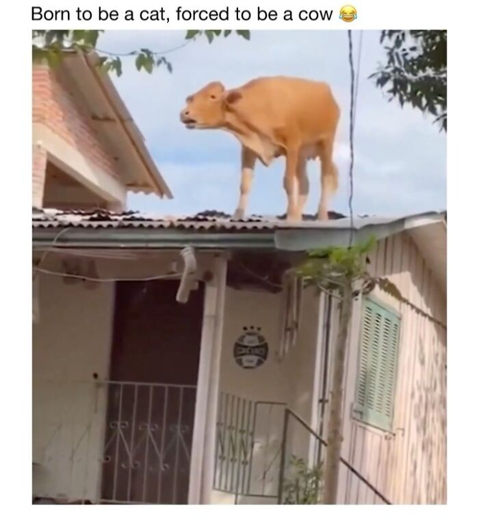 Wait Till You See These 50 Animals Totally Failing at Life (And We Love It)