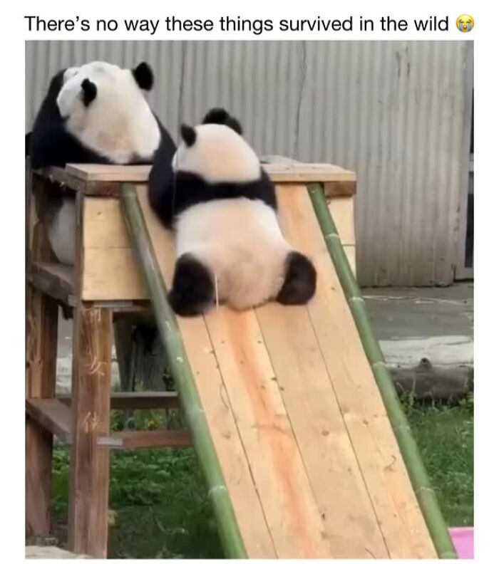 Wait Till You See These 50 Animals Totally Failing at Life (And We Love It)