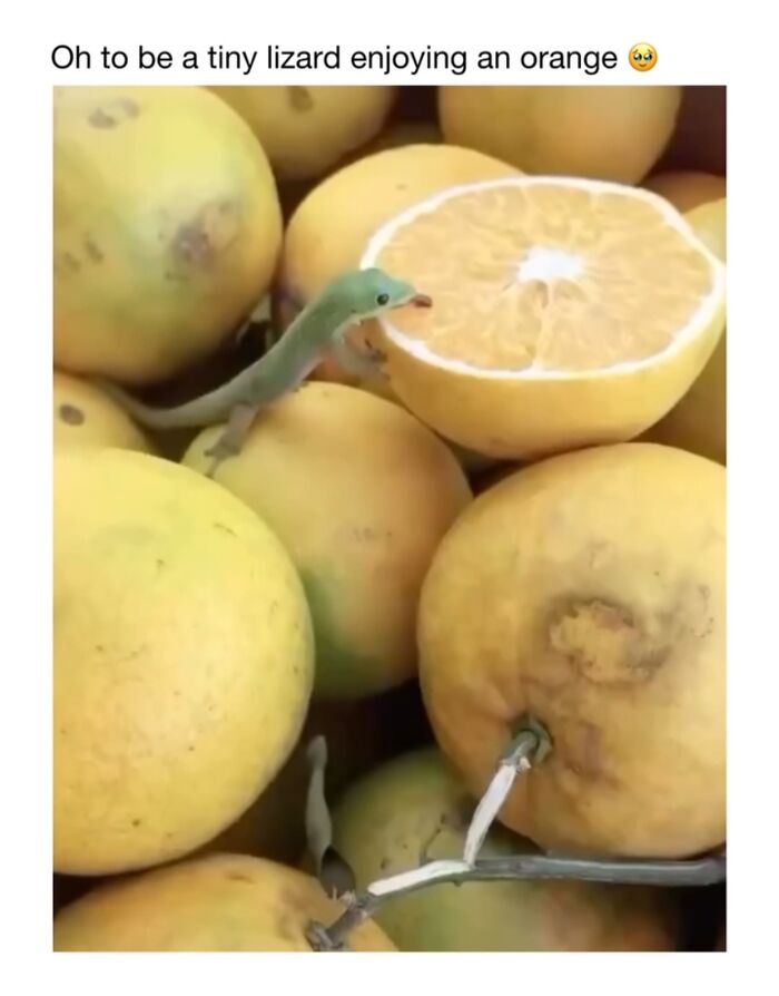 Wait Till You See These 50 Animals Totally Failing at Life (And We Love It)