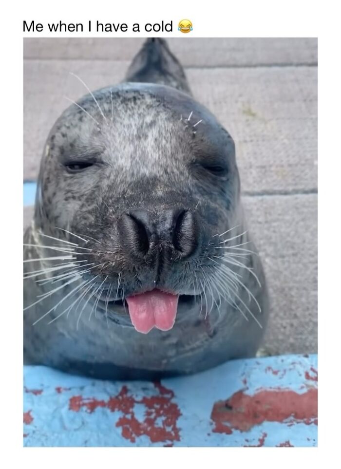 Wait Till You See These 50 Animals Totally Failing at Life (And We Love It)