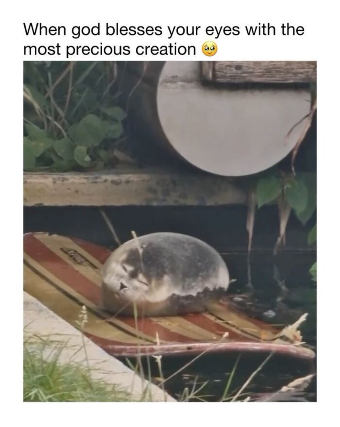 Wait Till You See These 50 Animals Totally Failing at Life (And We Love It)