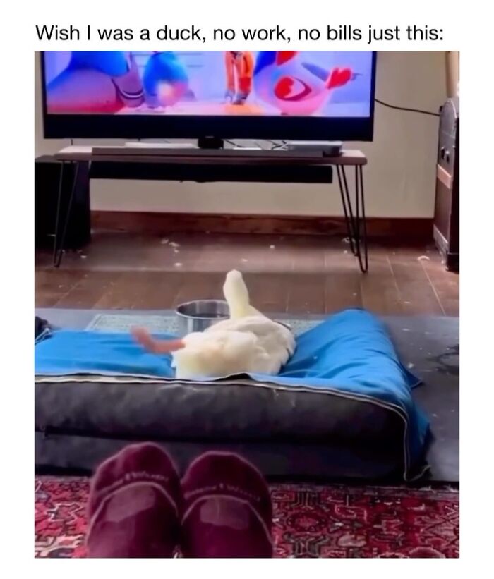 Wait Till You See These 50 Animals Totally Failing at Life (And We Love It)