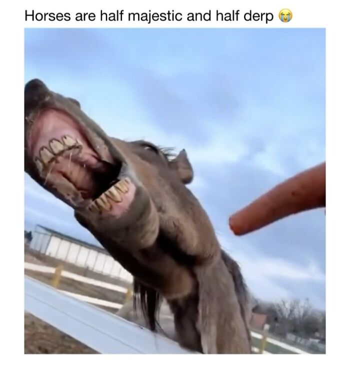 Wait Till You See These 50 Animals Totally Failing at Life (And We Love It)