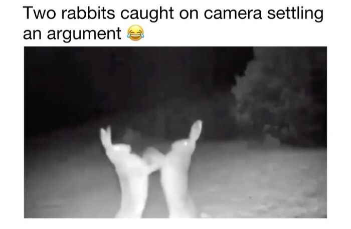 Wait Till You See These 50 Animals Totally Failing at Life (And We Love It)