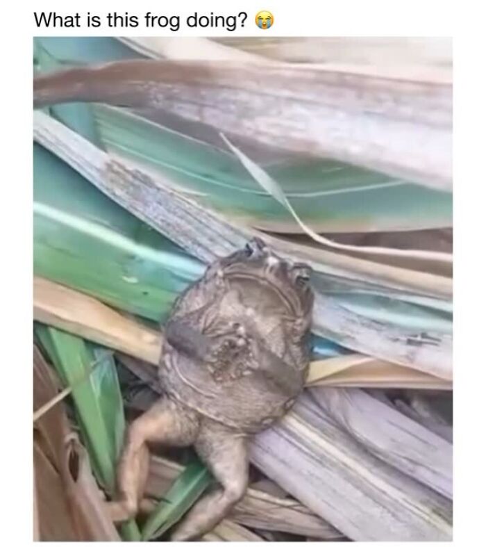 Wait Till You See These 50 Animals Totally Failing at Life (And We Love It)