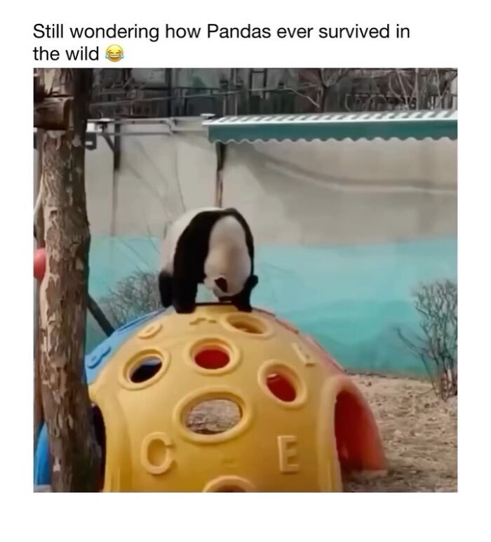 Wait Till You See These 50 Animals Totally Failing at Life (And We Love It)