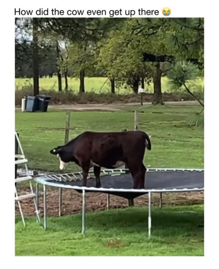 Wait Till You See These 50 Animals Totally Failing at Life (And We Love It)