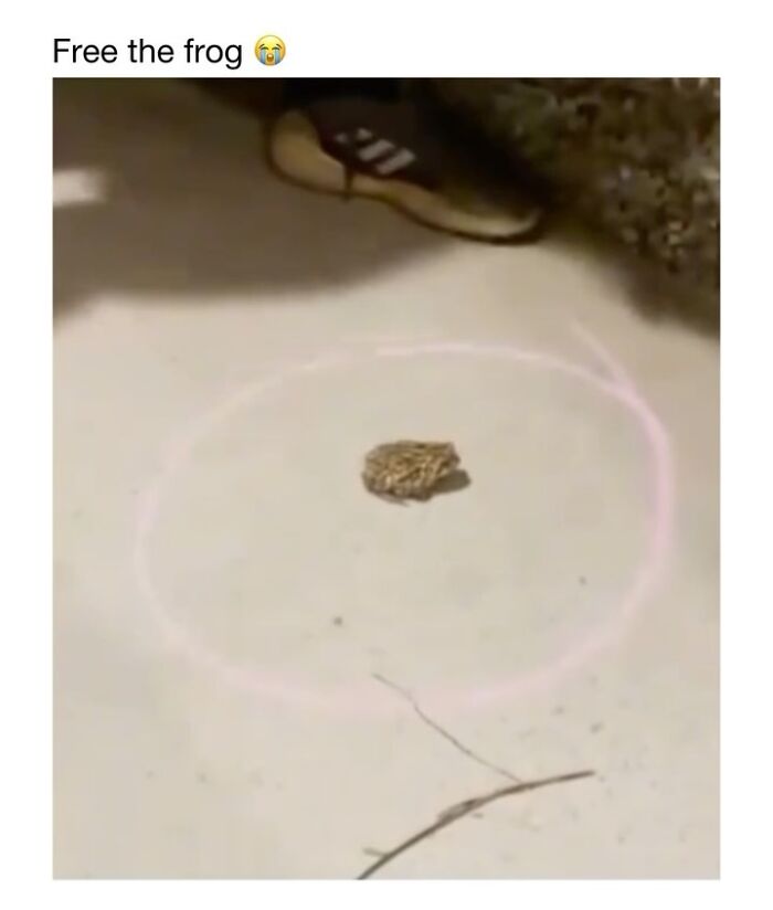 Wait Till You See These 50 Animals Totally Failing at Life (And We Love It)