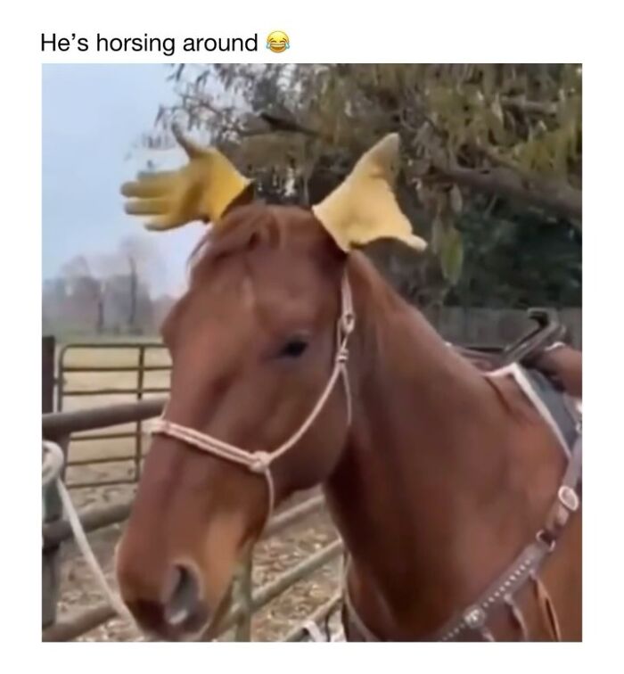 Wait Till You See These 50 Animals Totally Failing at Life (And We Love It)