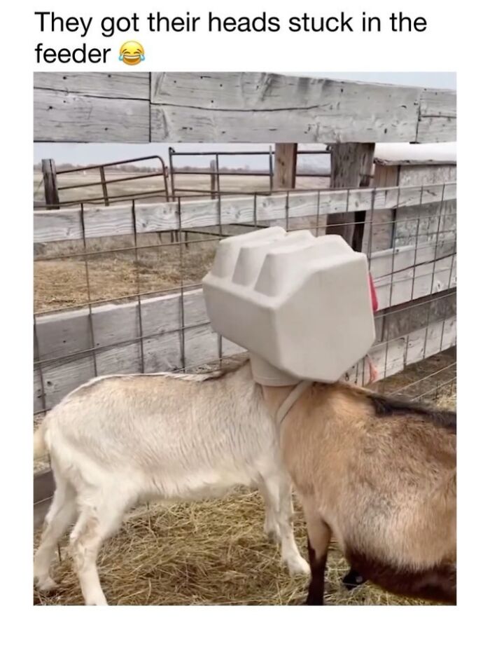 Wait Till You See These 50 Animals Totally Failing at Life (And We Love It)