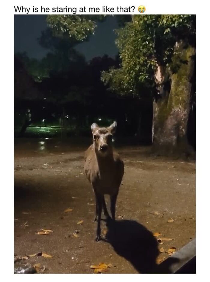 Wait Till You See These 50 Animals Totally Failing at Life (And We Love It)