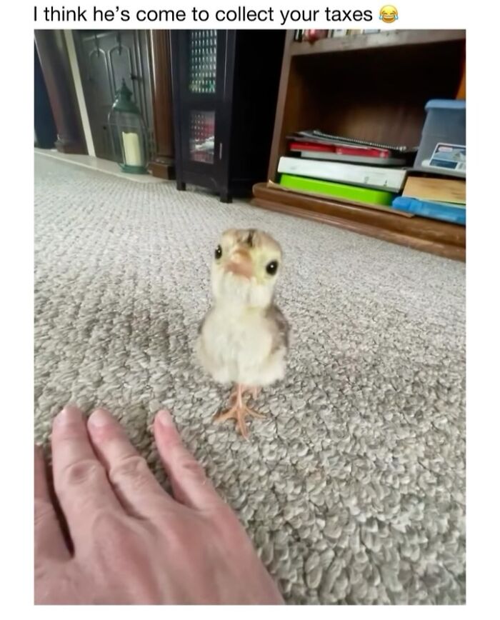 Wait Till You See These 50 Animals Totally Failing at Life (And We Love It)