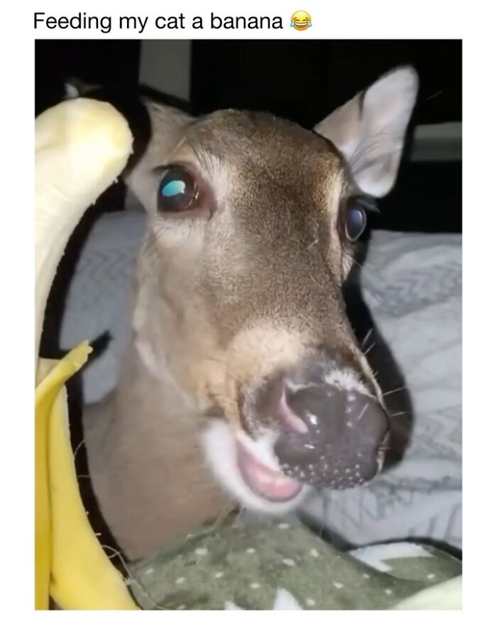 Wait Till You See These 50 Animals Totally Failing at Life (And We Love It)