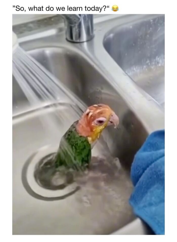 Wait Till You See These 50 Animals Totally Failing at Life (And We Love It)