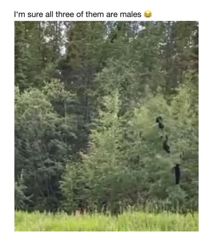 Wait Till You See These 50 Animals Totally Failing at Life (And We Love It)