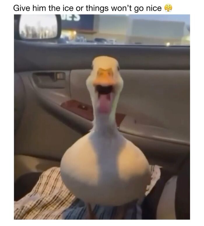 Wait Till You See These 50 Animals Totally Failing at Life (And We Love It)