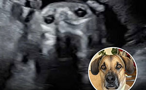 50 Doggos With Stories That'll Make You Smile, Cry, & Say 'No Way!'